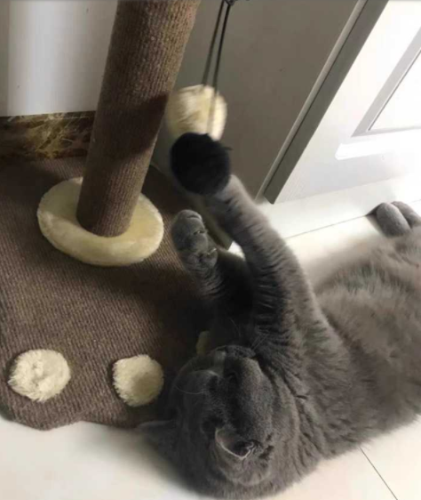 沙發(fā)維修市場：貓咪抓窗簾和沙發(fā)，有哪些值得推薦的沙發(fā)養(yǎng)護方法?