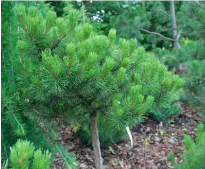 雪松木價格：三大松木的常識你了解多少？