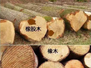 橡膠木和橡木的區(qū)別：橡木和橡膠木是一樣的嗎？如何鑒別它們呢？