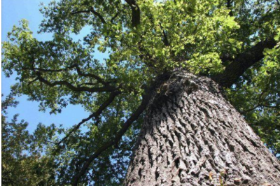 環(huán)保油漆涂料：你認(rèn)識什么是橡木和櫸木嗎？